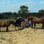 coaching cavalls