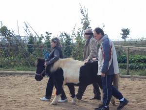 coaching amb cavalls