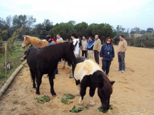 coaching amb cavalls